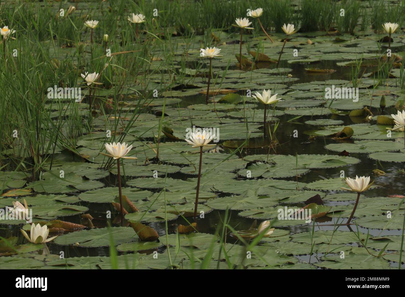 Fiori nel mio giardino domestico, Sri Lanka Foto Stock