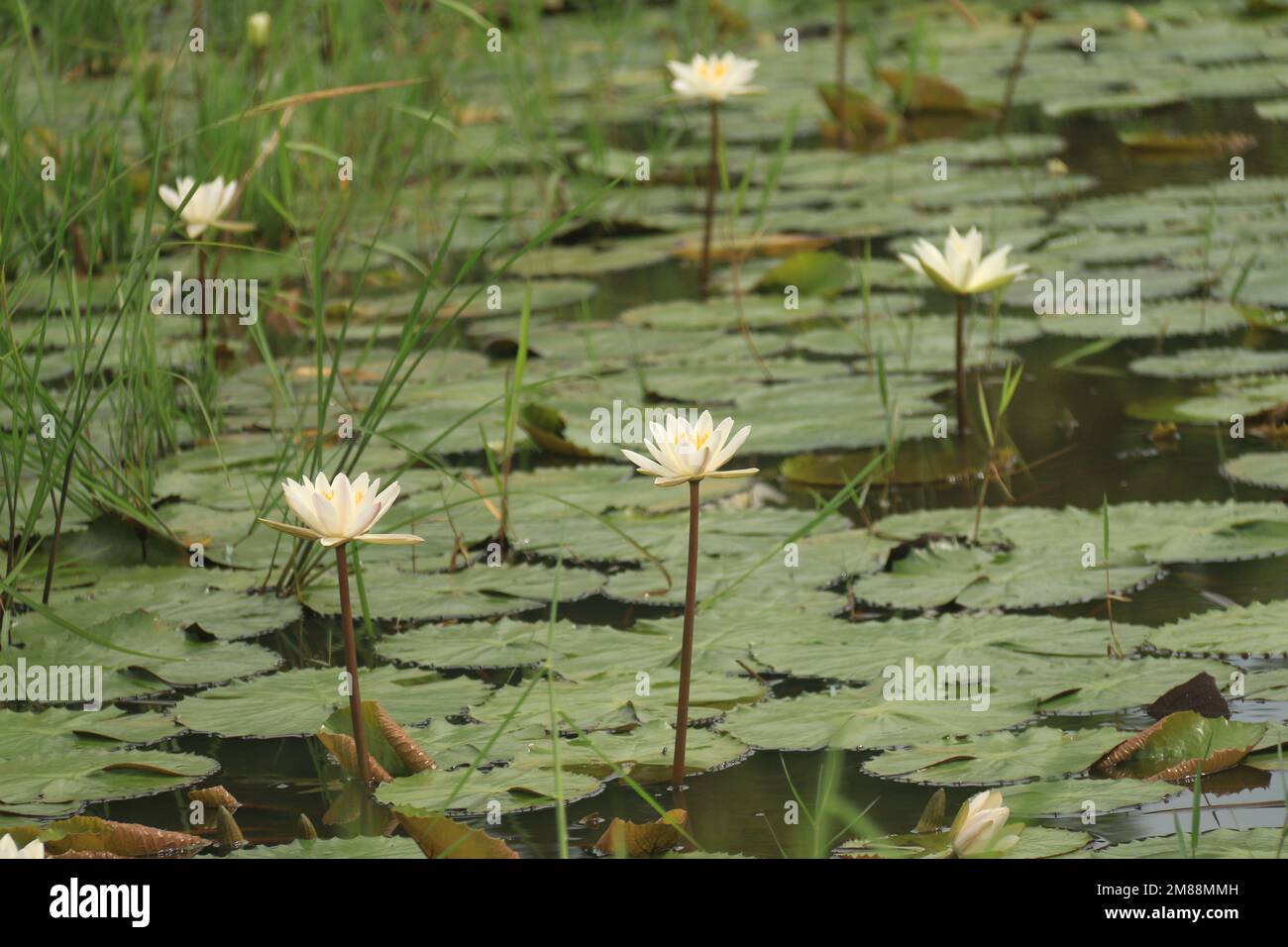 Fiori nel mio giardino domestico, Sri Lanka Foto Stock