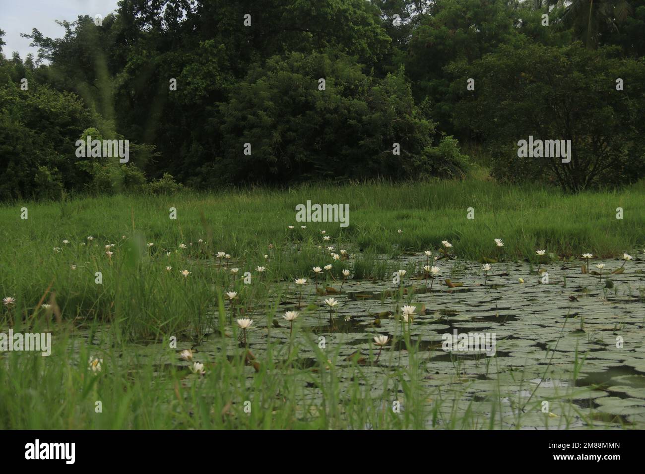 Fiori nel mio giardino domestico, Sri Lanka Foto Stock