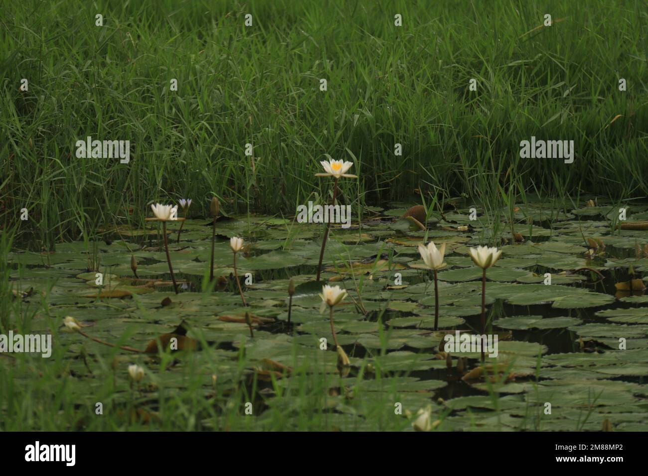 Fiori nel mio giardino domestico, Sri Lanka Foto Stock