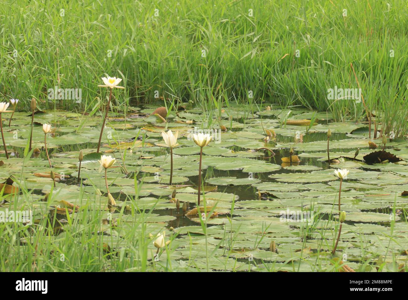 Fiori nel mio giardino domestico, Sri Lanka Foto Stock