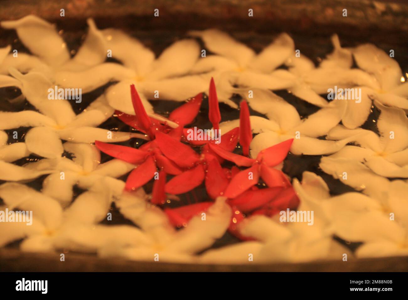 Fiori nel mio giardino domestico, Sri Lanka Foto Stock