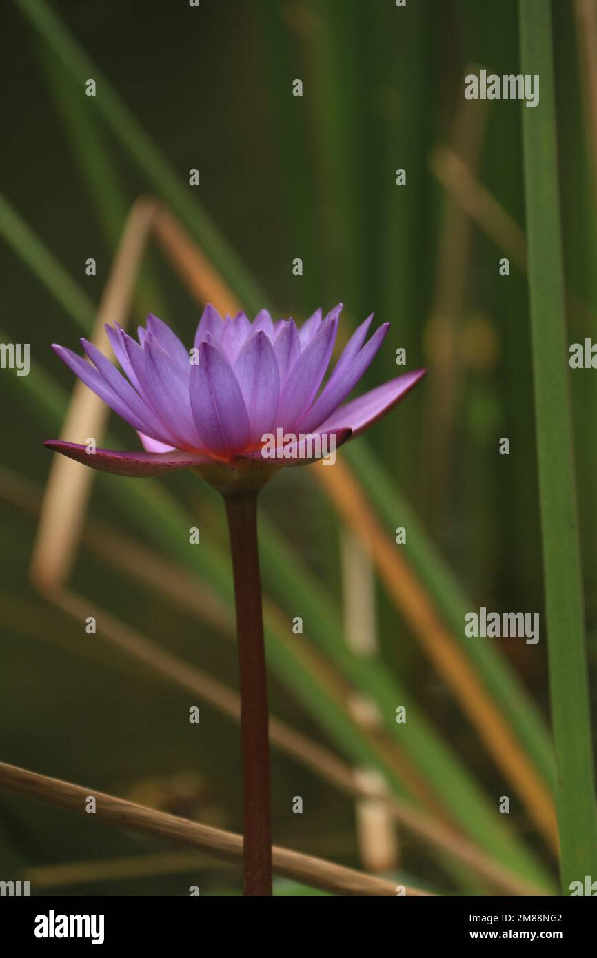 Fiori nel mio giardino domestico, Sri Lanka Foto Stock