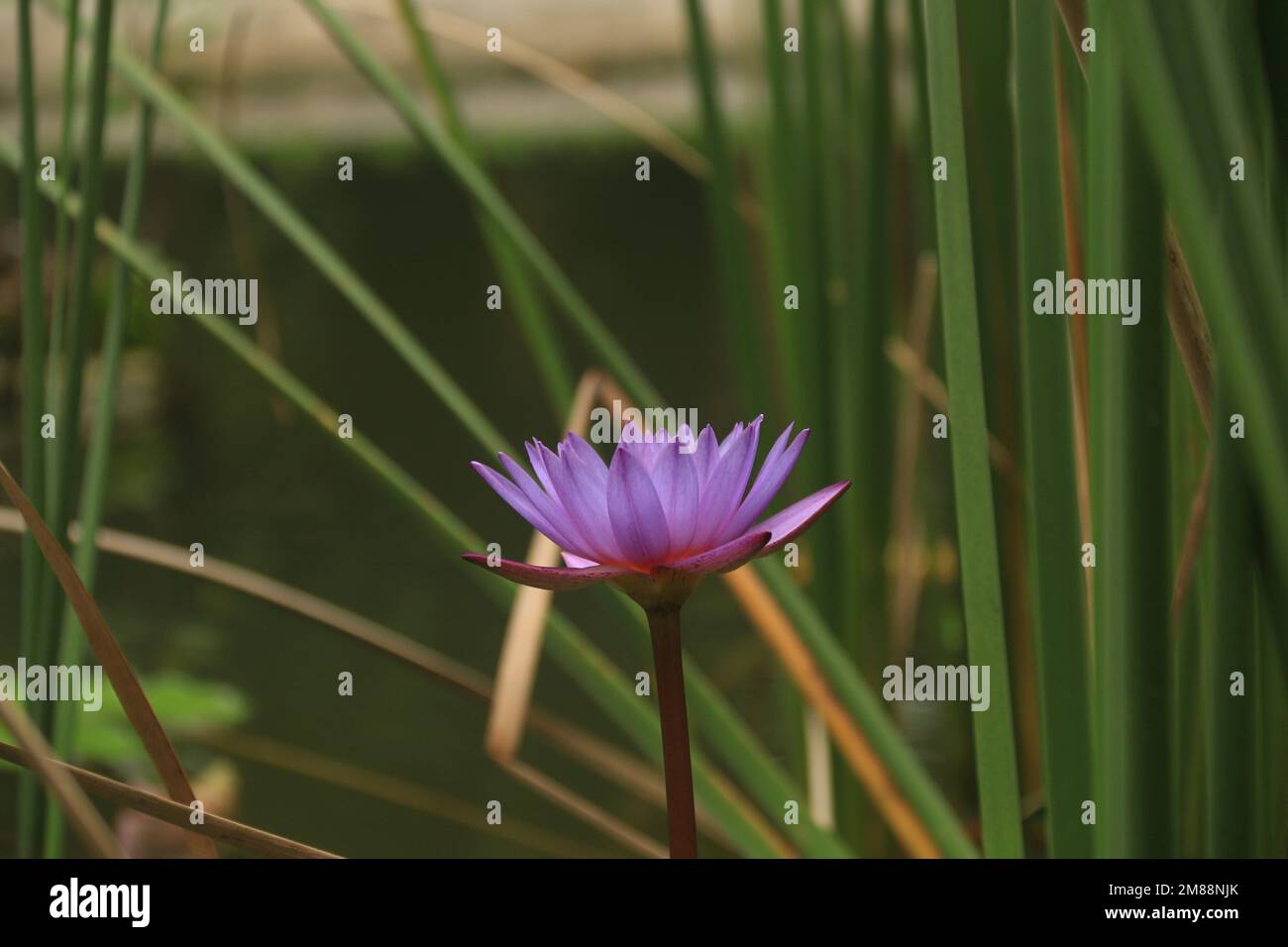 Fiori nel mio giardino domestico, Sri Lanka Foto Stock