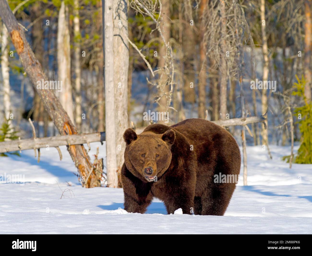 Orso bruno europeo (Ursus arctos), adulto, nella neve, al margine della foresta, Finlandia nordorientale, regione di Kuhmo, Finlandia, Europa Foto Stock