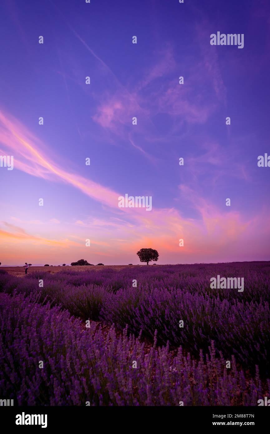 Tramonto in un campo di lavanda con un cielo viola, paesaggio naturale, Brihuega. Guadalajara, Spagna, Europa Foto Stock