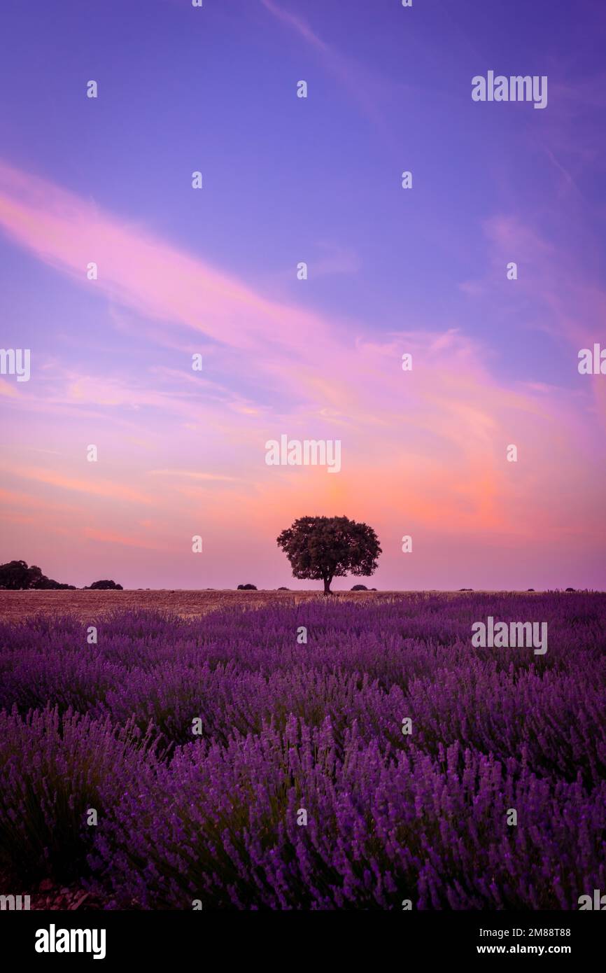 Bellissimo tramonto in un campo di lavanda in estate, paesaggio naturale, Brihuega. Guadalajara, Spagna. foto verticale Foto Stock