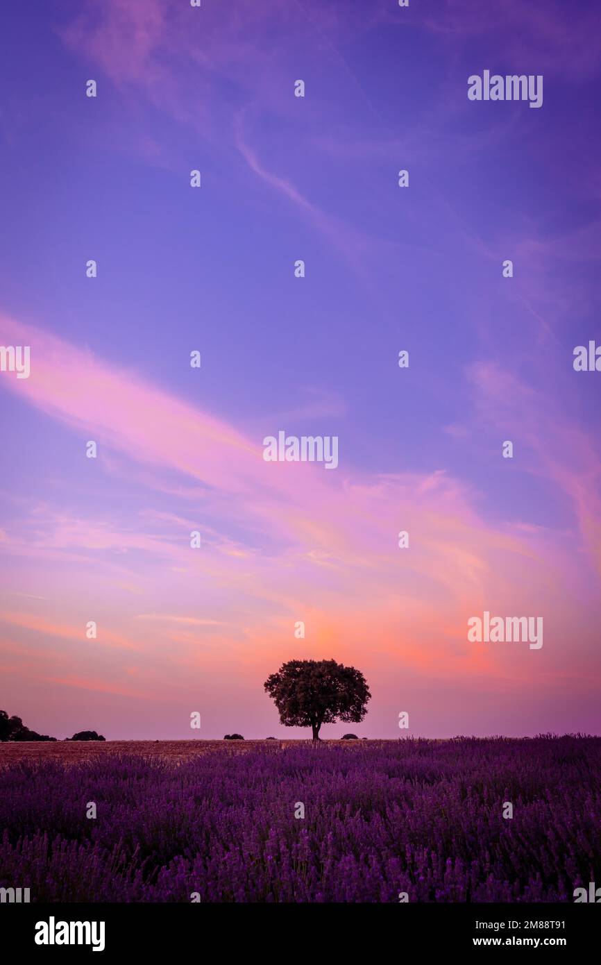 Bellissimo tramonto in un campo di lavanda in estate, paesaggio naturale, Brihuega. Guadalajara, Spagna. foto verticale Foto Stock