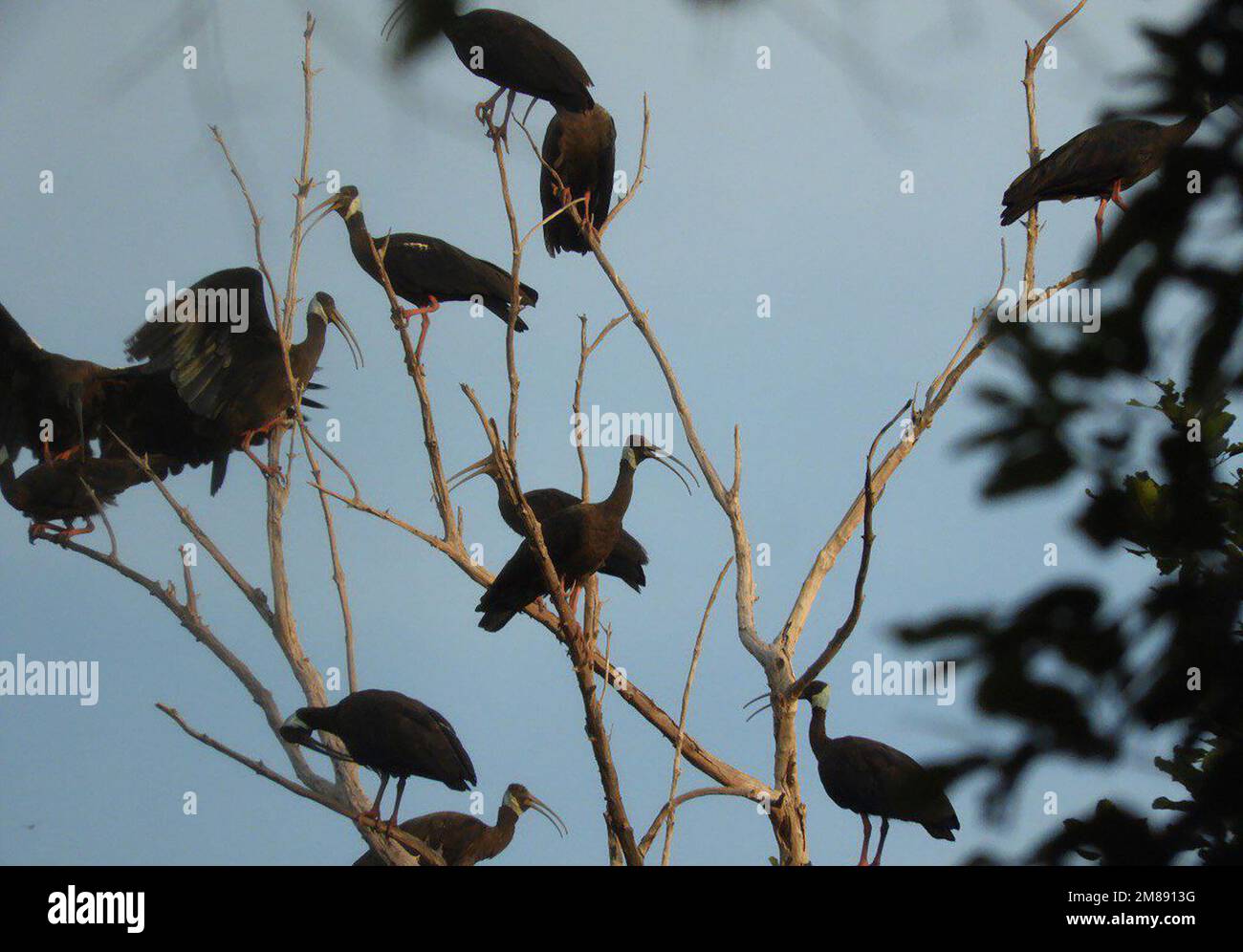 (230113) -- PHNOM PENH, 13 gennaio 2023 (Xinhua) -- questa foto non datata mostra ibis a spalla bianca seduto in un albero nel Santuario della fauna selvatica di Siem Pang nella provincia di Stung Trang, Cambogia. Cambogia ha registrato 792 rari ibis bianco-shoulded nel suo censimento del 2022, un aumento del 5 per cento da 755 uccelli in un anno prima, conservatori ha detto il Giovedi. (Vichet/BirdLife in Cambogia/Handout via Xinhua) Foto Stock