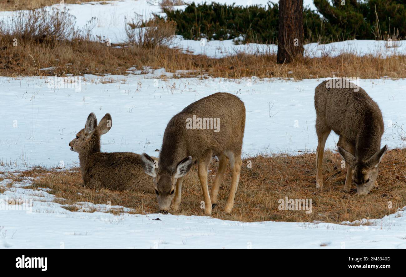 Mule Deer family Foto Stock