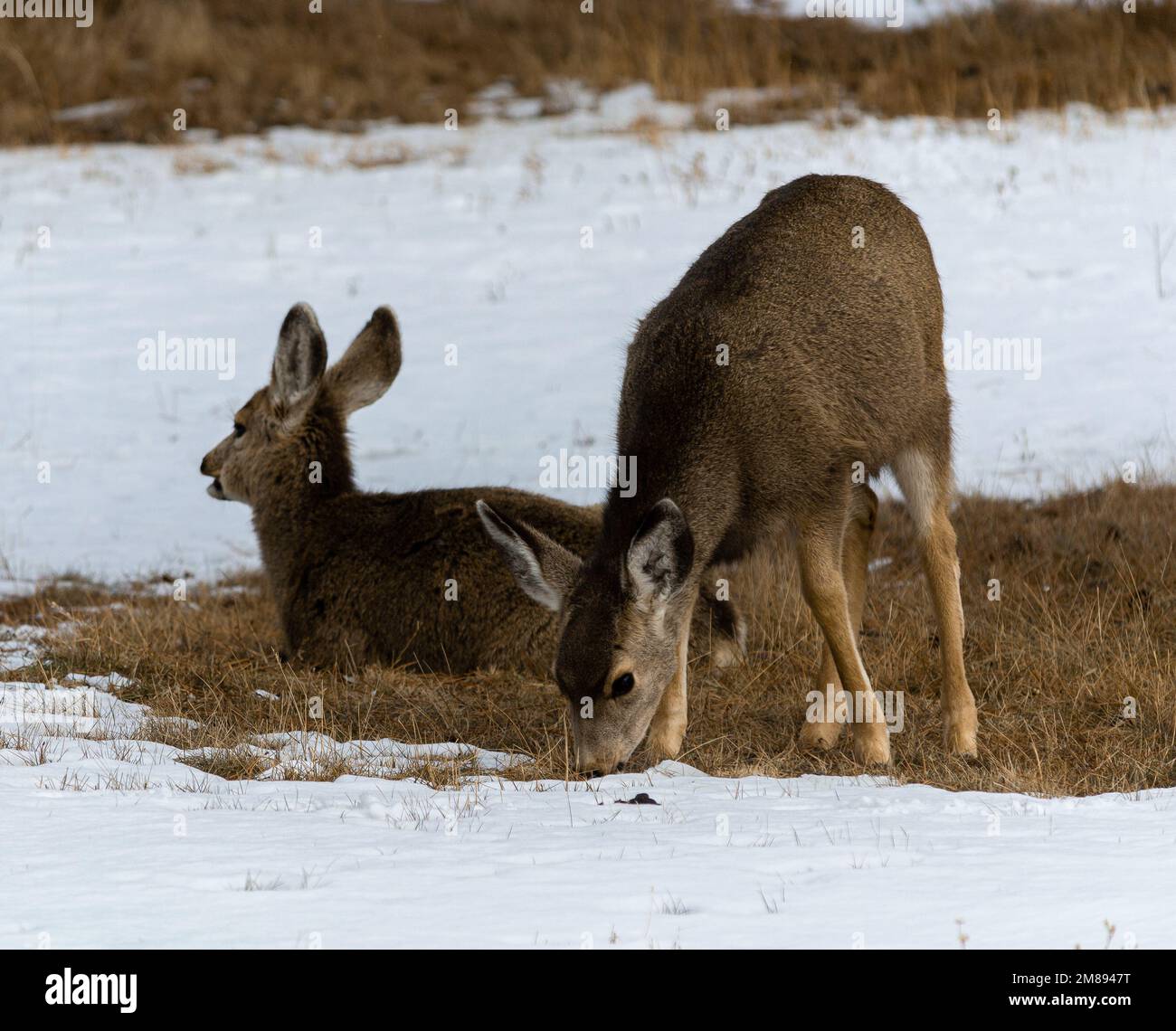 capriolo mulo del bambino e della mamma Foto Stock
