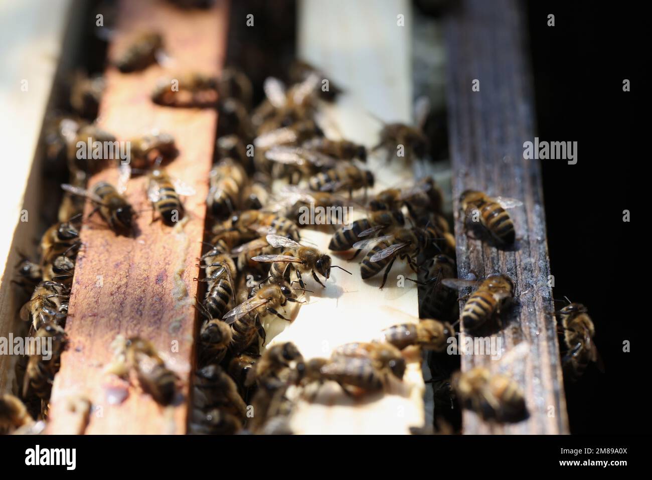Primo piano di molte api sull'alveare di legno. Foto Stock