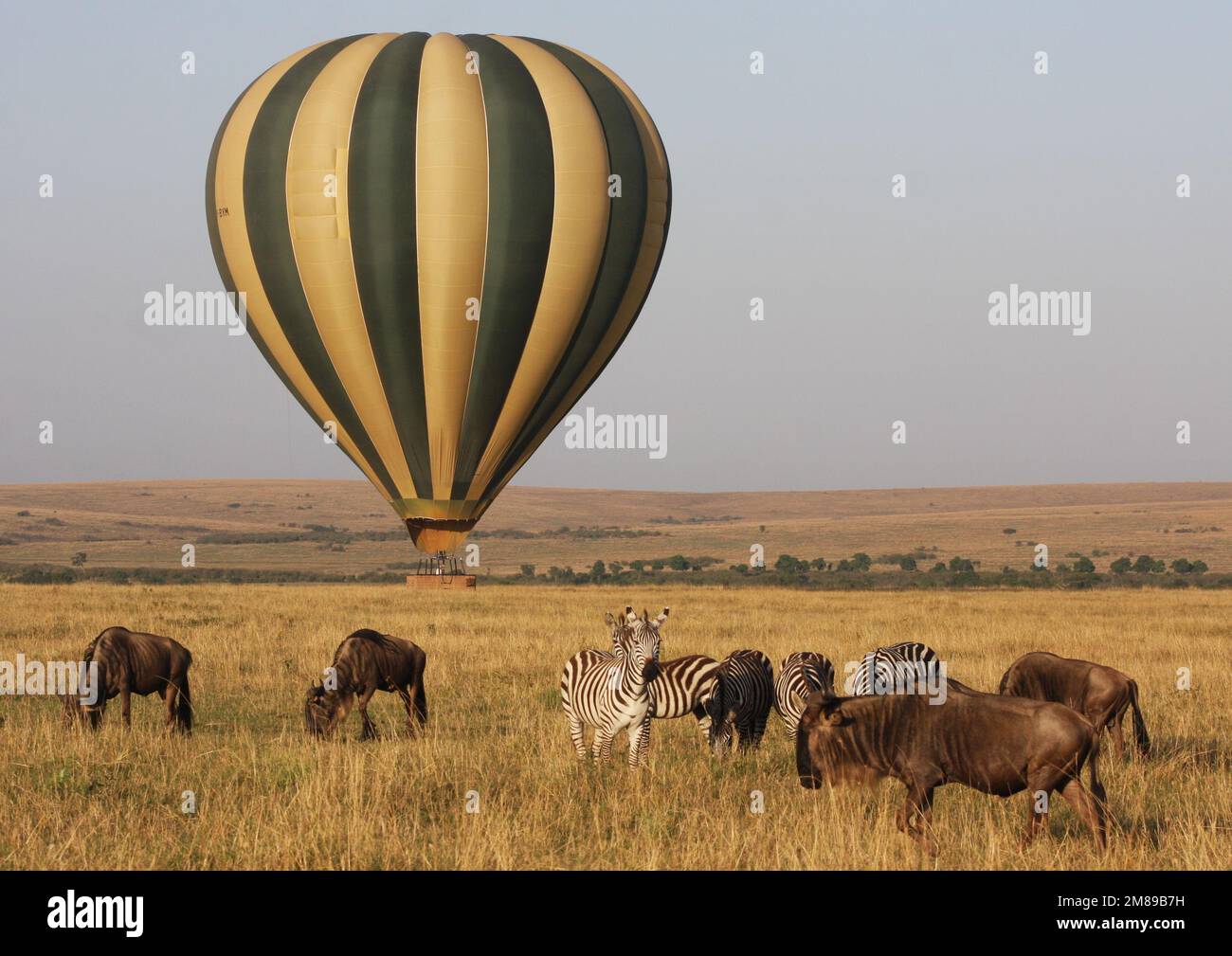 Safari Africano - Riserva Nazionale di Masai Mara Foto Stock