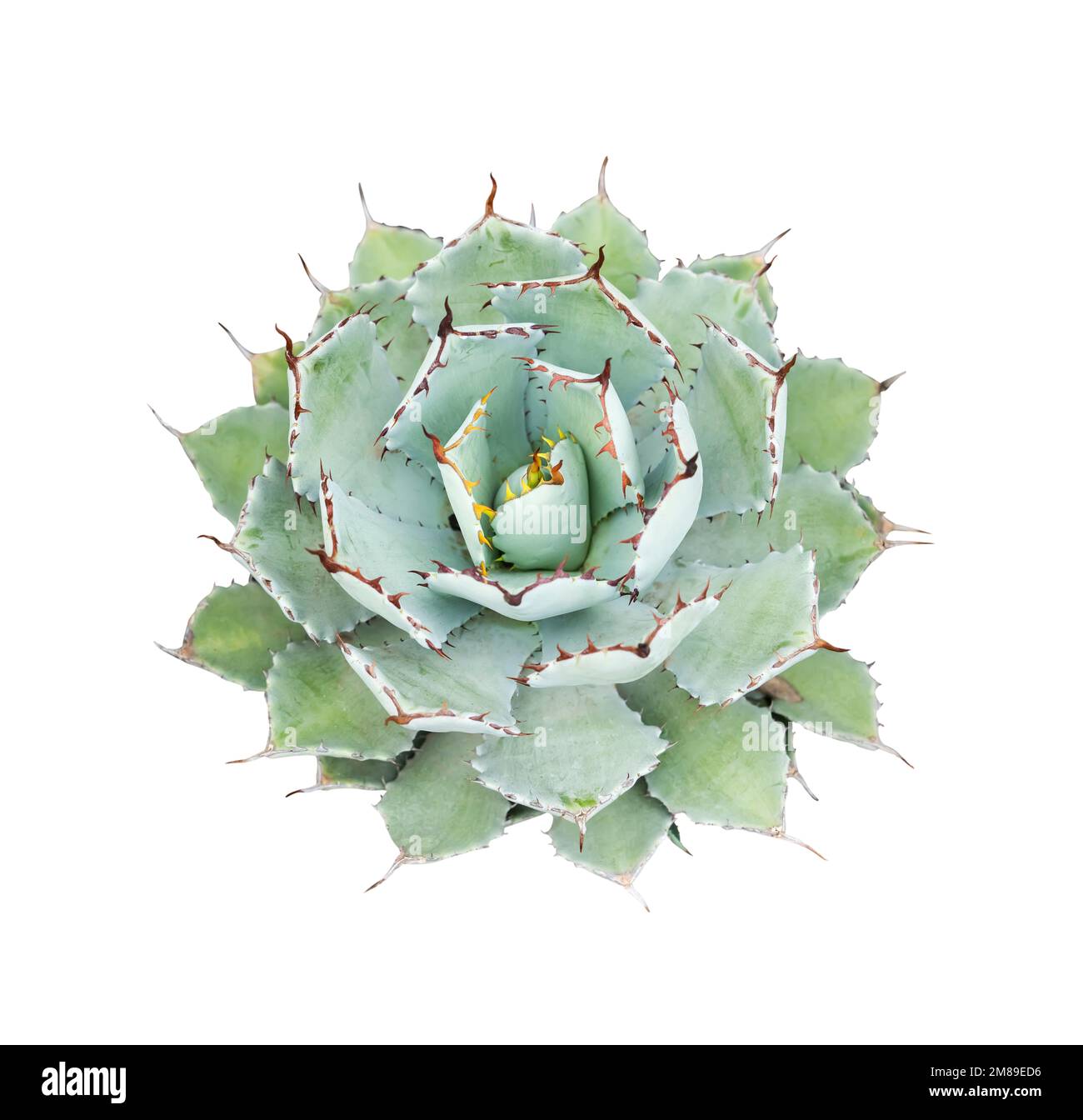 Agave impianto isolato su bianco Foto Stock