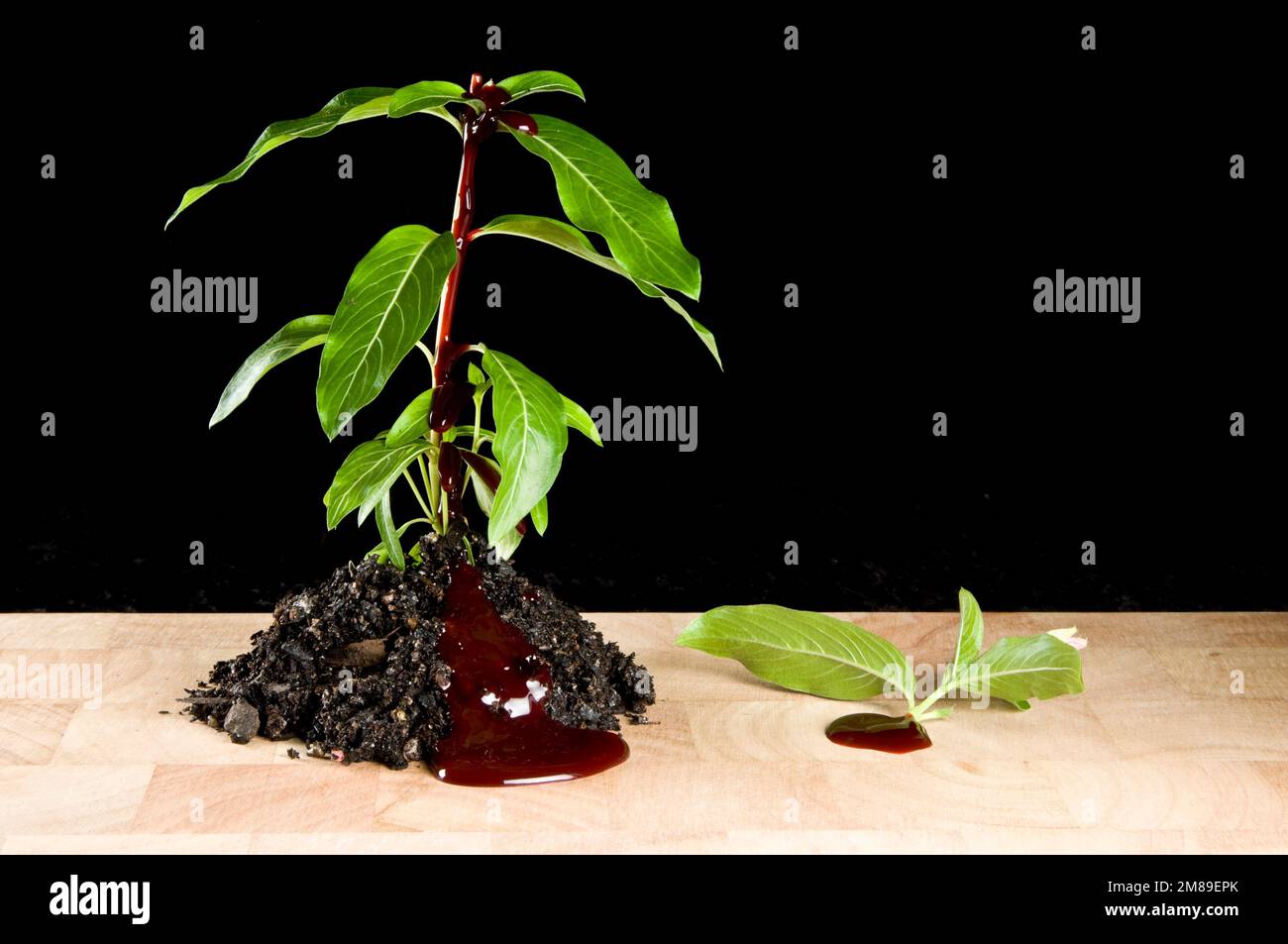 pianta in terreno con cut off superiore, sanguinamento, seduta sul tagliere Foto Stock