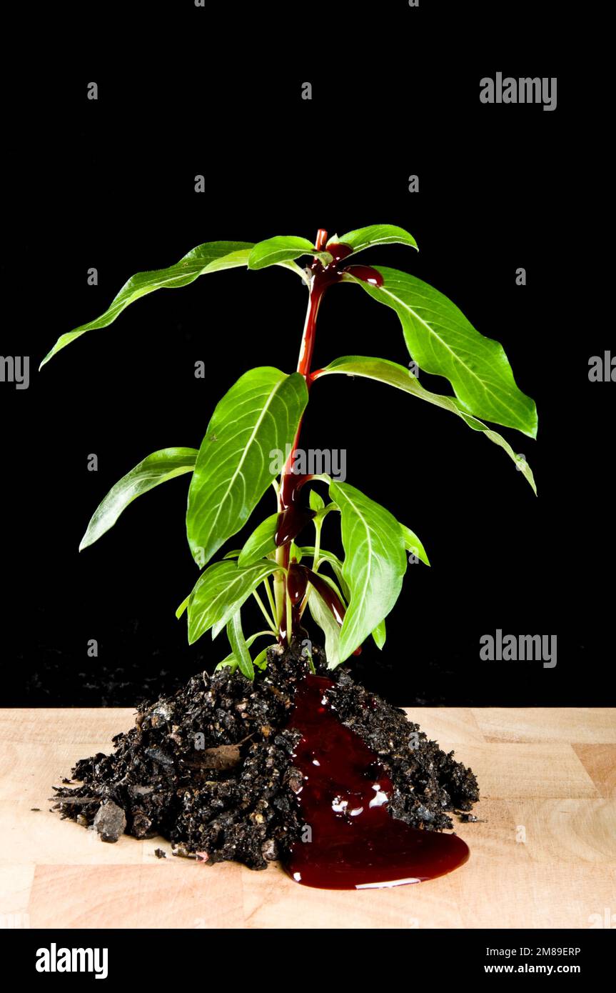 pianta in terreno con cut off superiore, sanguinamento, seduta sul tagliere Foto Stock