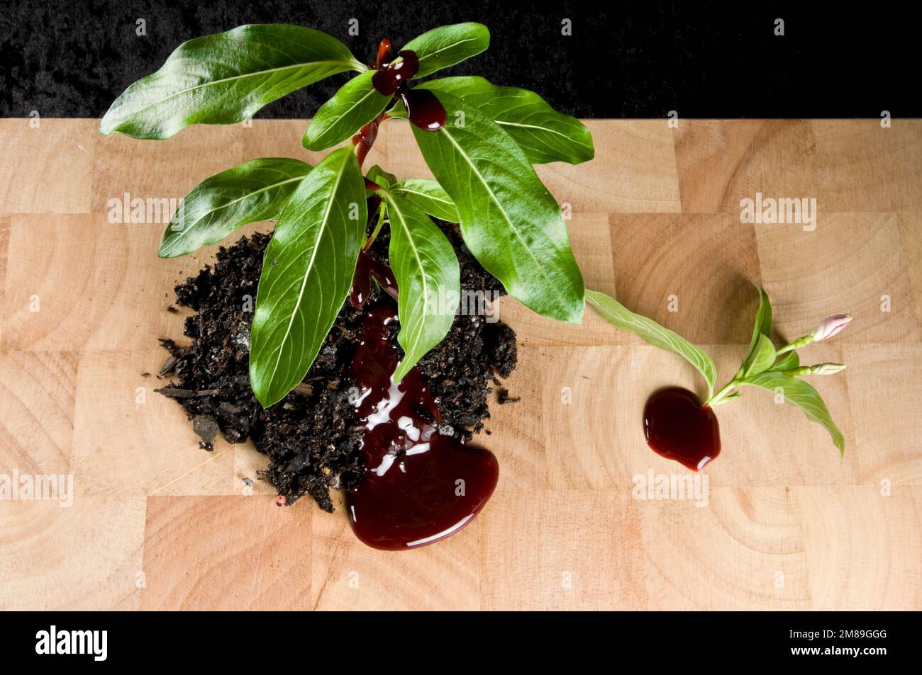 pianta in terreno con cut off superiore, sanguinamento, seduta sul tagliere Foto Stock