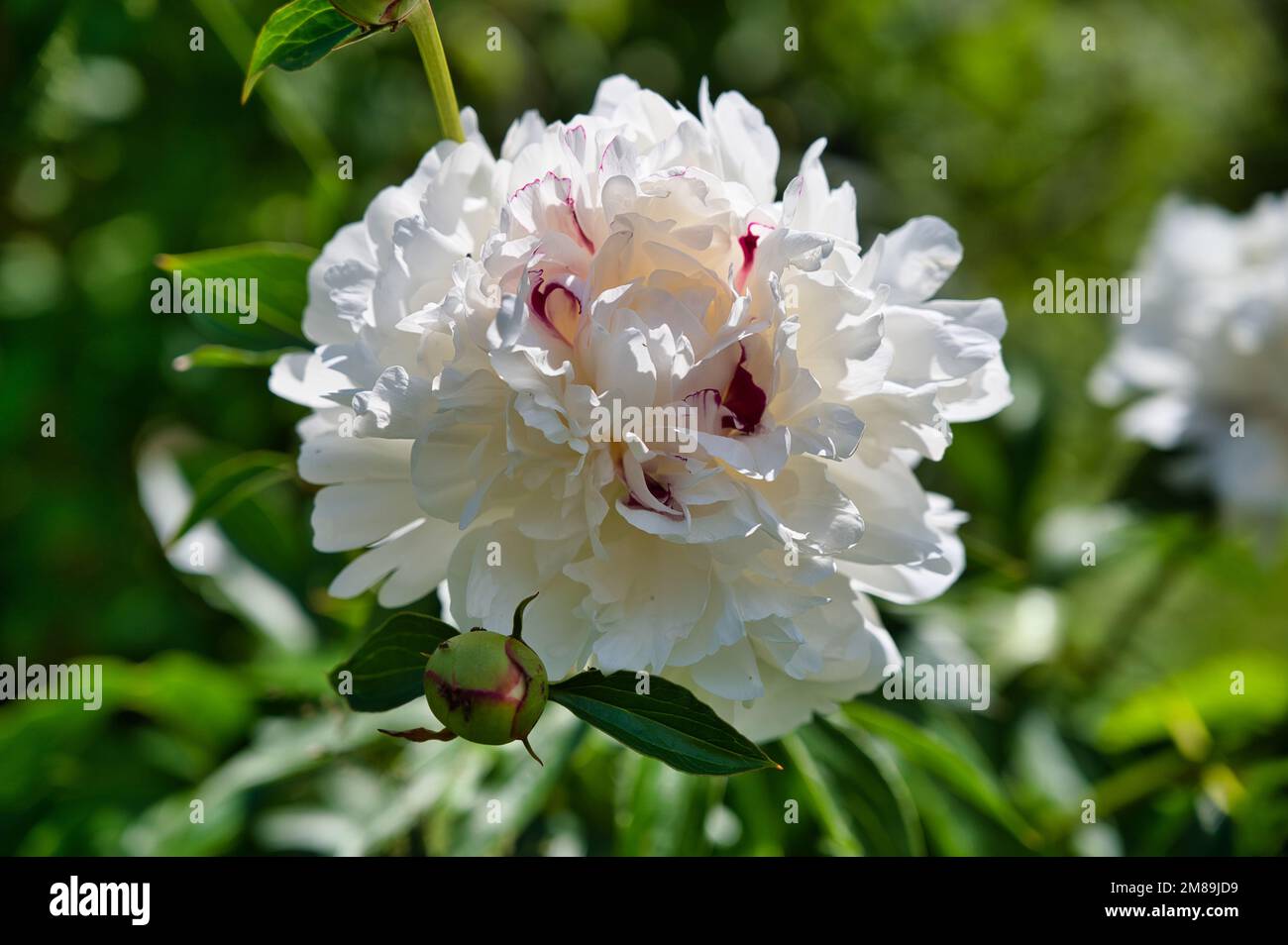Primo piano di una peonia a fiore di latte (Paeonia lactiflora) nel giardino Foto Stock