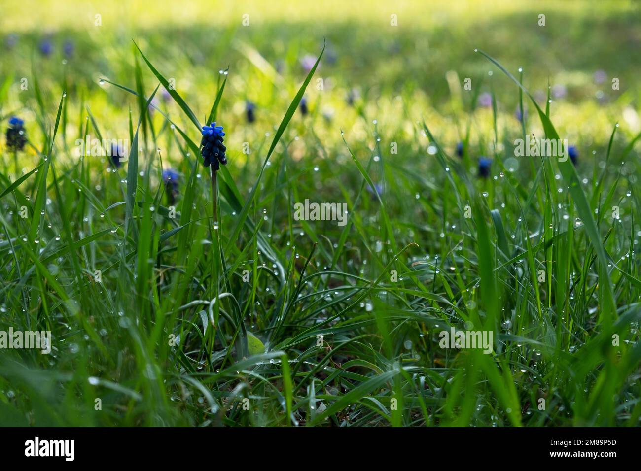 Muscari o giacinto d'uva alla luce del sole. Primavera fiore sfondo. Bel design luminoso di cartoline, calendari, brochure. Un glade di fl. Selvaggio Foto Stock