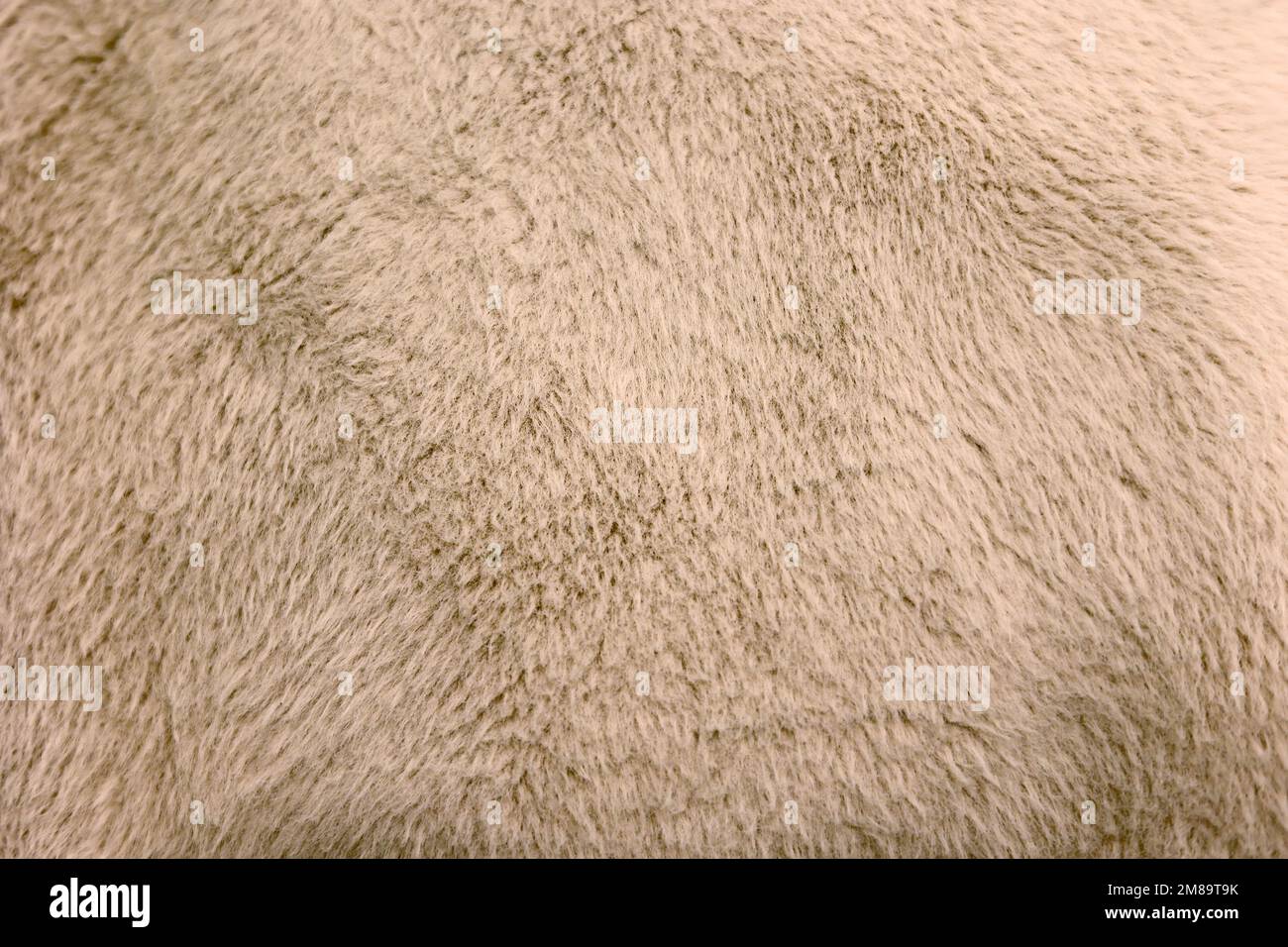 La texture della pelliccia di colore beige Foto Stock