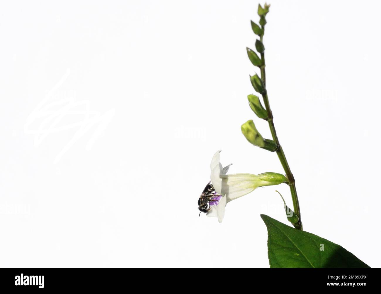 Miele ape o meliponini in cerca di nettare su fiore bianco di viola cinese o coromandel o di foxglove strisciante ( Asystasia gangetica ) Foto Stock