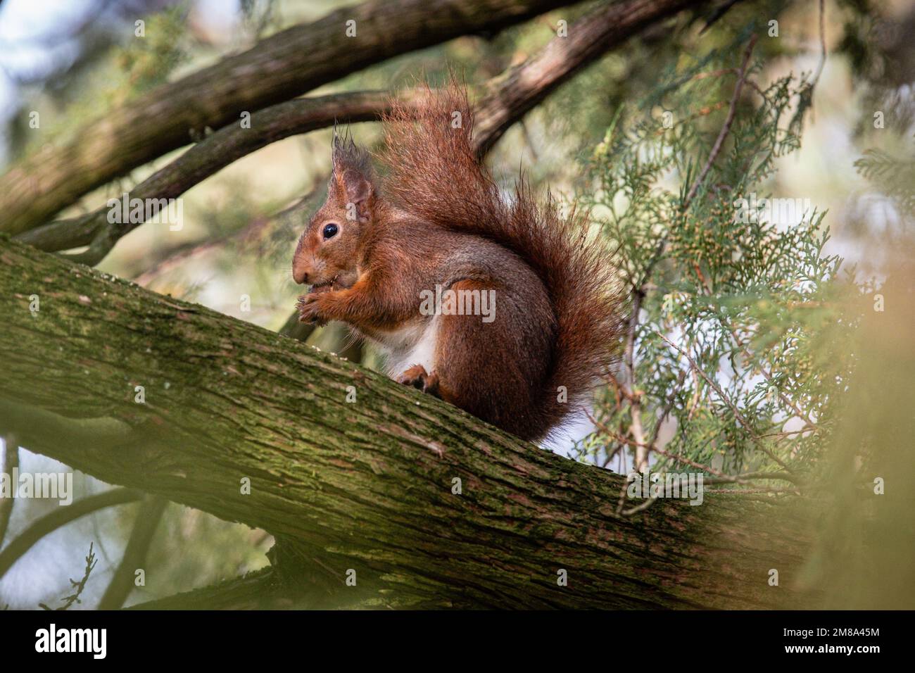 Francia, Lione, 2023-01-12. Uno scoiattolo che si nutre in un albero. Fotografia di Franck CHAPOLARD. Foto Stock