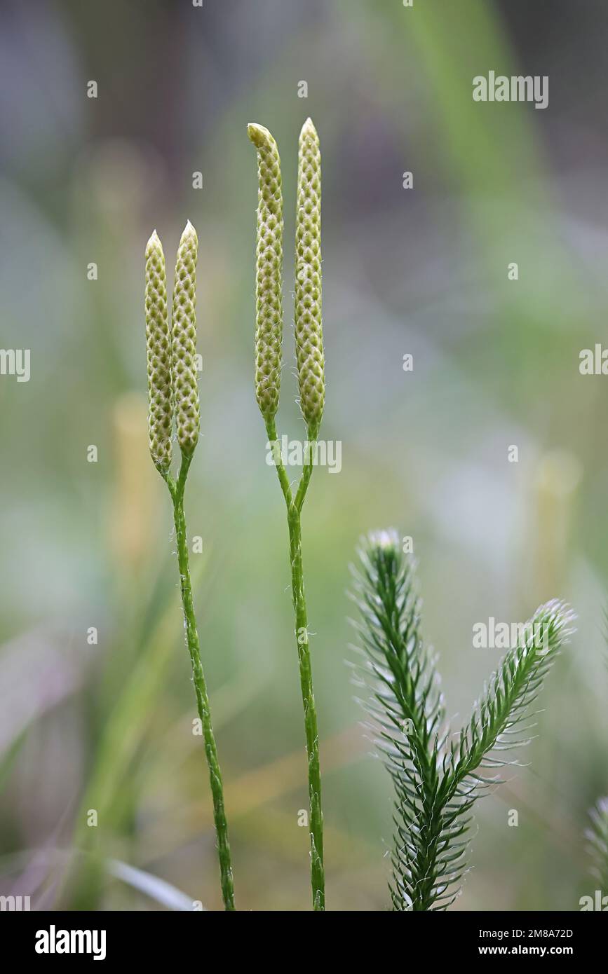 Muschio comune del randello, Lycopodium clavatum, anche conosciuto come clubmuss del corno del cervo, clubmuss corrente o pino macinato, pianta selvatica dalla Finlandia Foto Stock