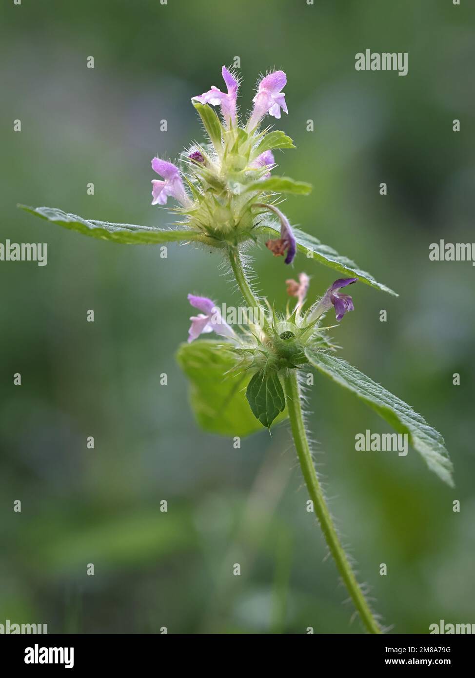 Bifido canapa-ortica, Galeopsis bifida, piante da fiore selvatiche  provenienti dalla Finlandia Foto stock - Alamy