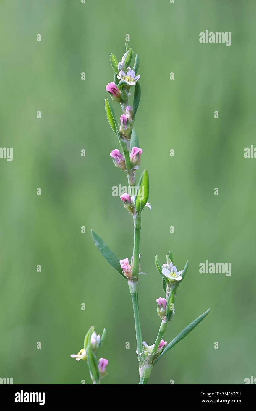 Comune Knotgrass, Polygonum aviculare, noto anche come Prostratate annodweed, Birdweed, Pigweed o Lowgrass, piante selvatiche provenienti dalla Finlandia Foto Stock