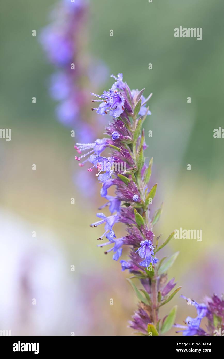 Hyssopus officinalis, comunemente noto come hyssop, coltivato tradizionalmente come medicina di erbe Foto Stock