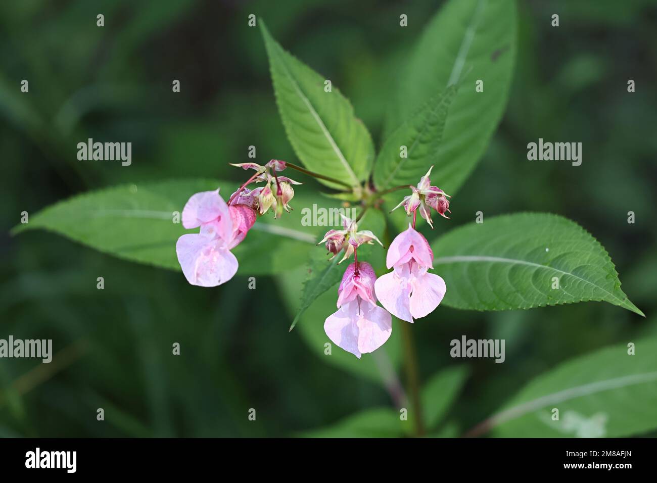 Impatiens glandulifera, noto come Himalayan Balsam, invasivo nocivo pianta selvatica Foto Stock
