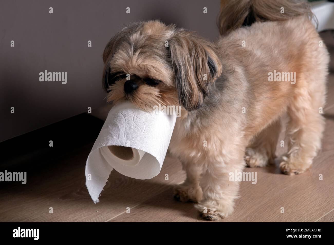 Foto piccolo cane Shih Tzu giocare con carta igienica a casa Foto Stock