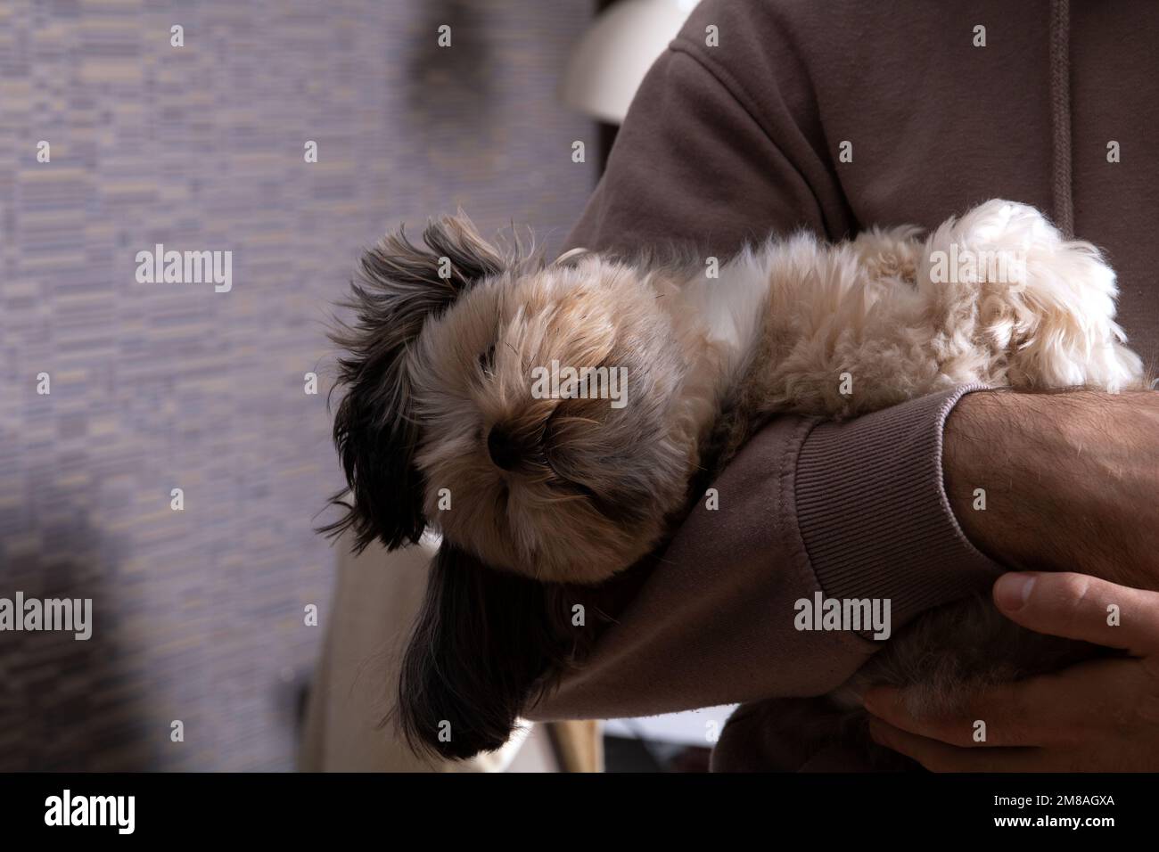 foto di una piccola razza di cane seduto tra le braccia in un appartamento Foto Stock