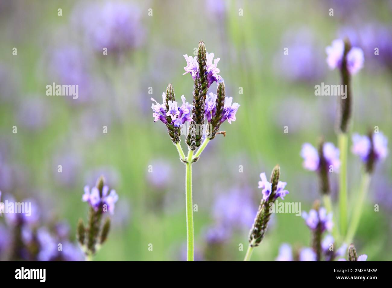 Lavanda Fernleaf (lavanda frastagliata, lavanda Pinnata), bella viola con fiori di lavanda blu che fioriscono nel giardino Foto Stock