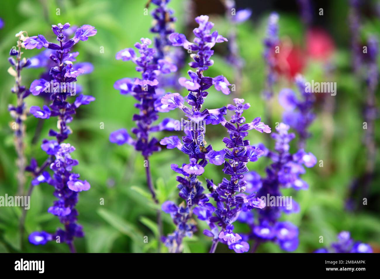 Fioritura Mealy Sage fiori, primo piano di bella viola con fiori blu fiorire in giardino in una giornata di sole Foto Stock