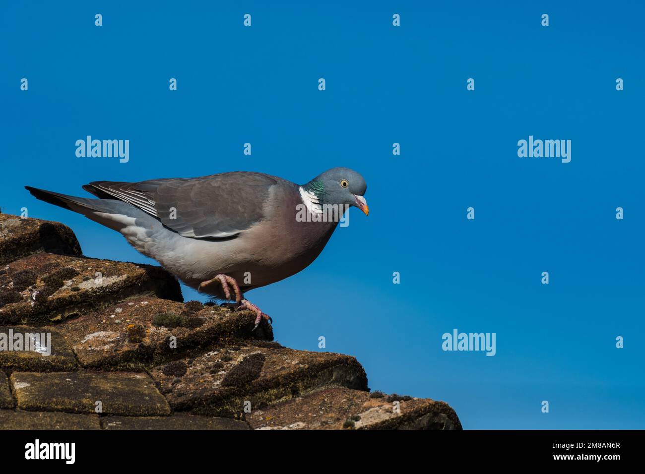 Woodpicceon al sole su un tetto, Columba Palumbus, piccione di legno Foto Stock