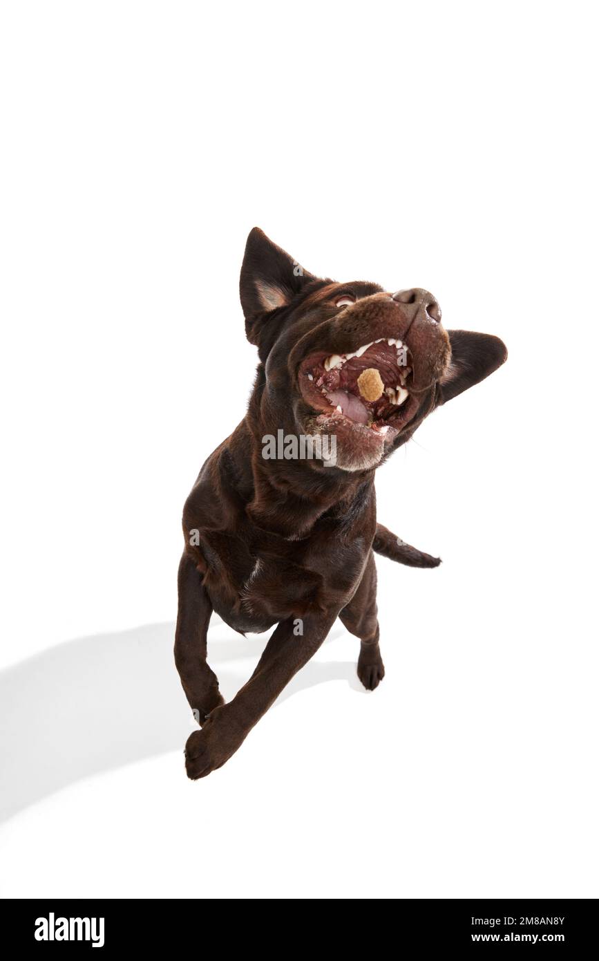 Foto studio di Labrador cane attivo marrone posa, cattura cibo in un salto su sfondo bianco studio. Concetto di animali domestici, animali domestici, cura Foto Stock