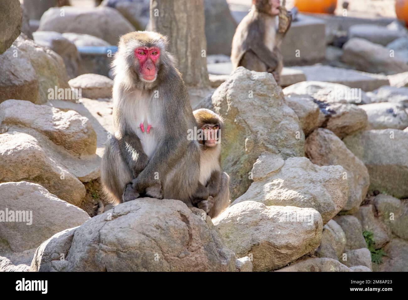 Monkey Park a Beppu, Giappone Foto Stock