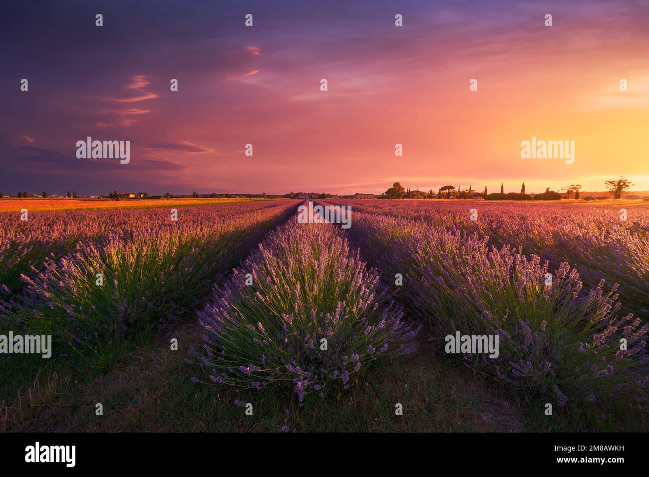 Campi di fiori di lavanda e bellissimo tramonto. Marina di Cecina, provincia di Livorno, regione Toscana, Italia, Europa Foto Stock