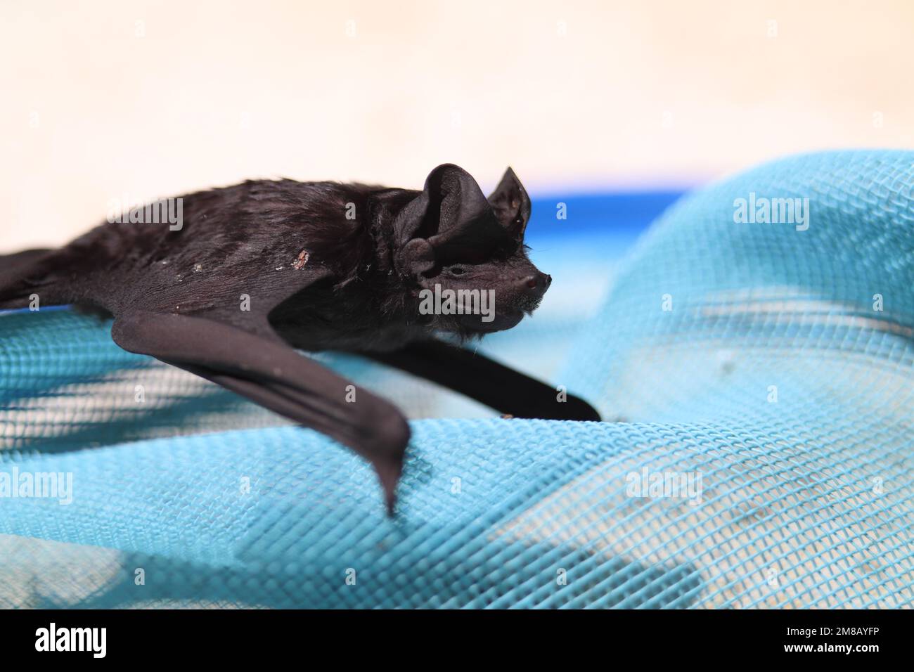 Un piccolo pipistrello malato su una rete blu Foto Stock