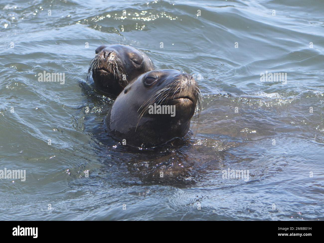 Giovani e femminili leoni marini sudamericani (Otaria flavescens) mostrano interesse in una barca di passaggio nella speranza di ottenere un po 'di pesce. Pisco Bay, El Chaco, Foto Stock