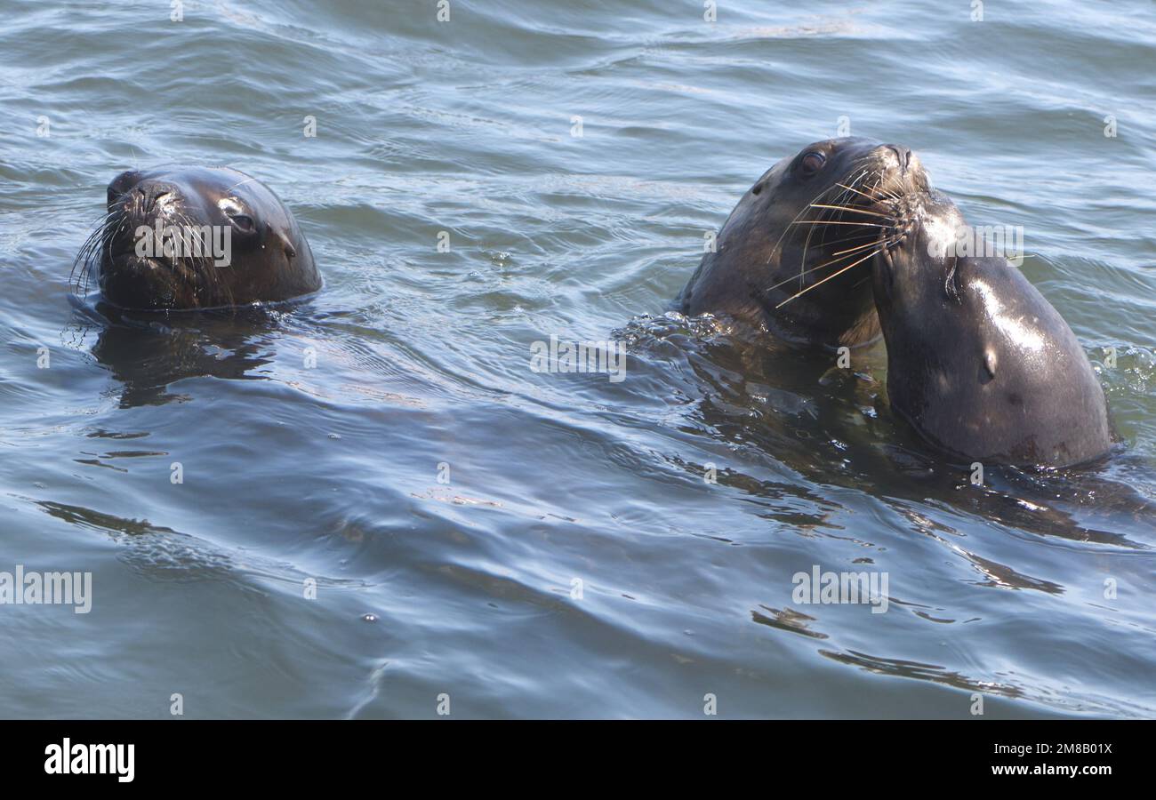Giovani e femminili leoni marini sudamericani (Otaria flavescens) mostrano interesse in una barca di passaggio nella speranza di ottenere un po 'di pesce. Pisco Bay, El Chaco, Foto Stock