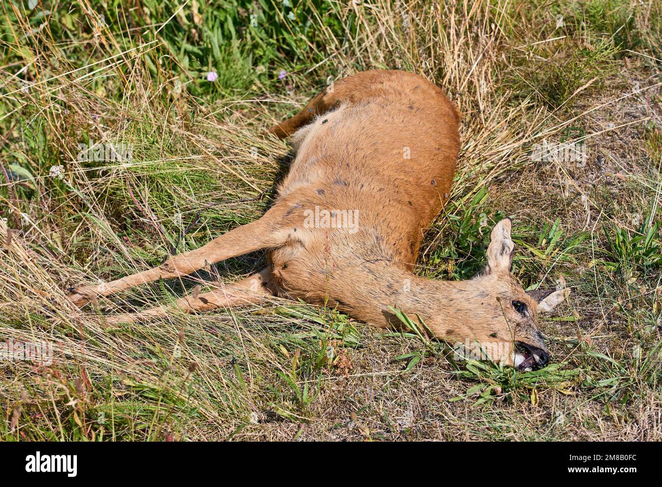 Capriolo morto (ucciso da una macchina) sdraiato in un fosso; Danimarca Foto Stock