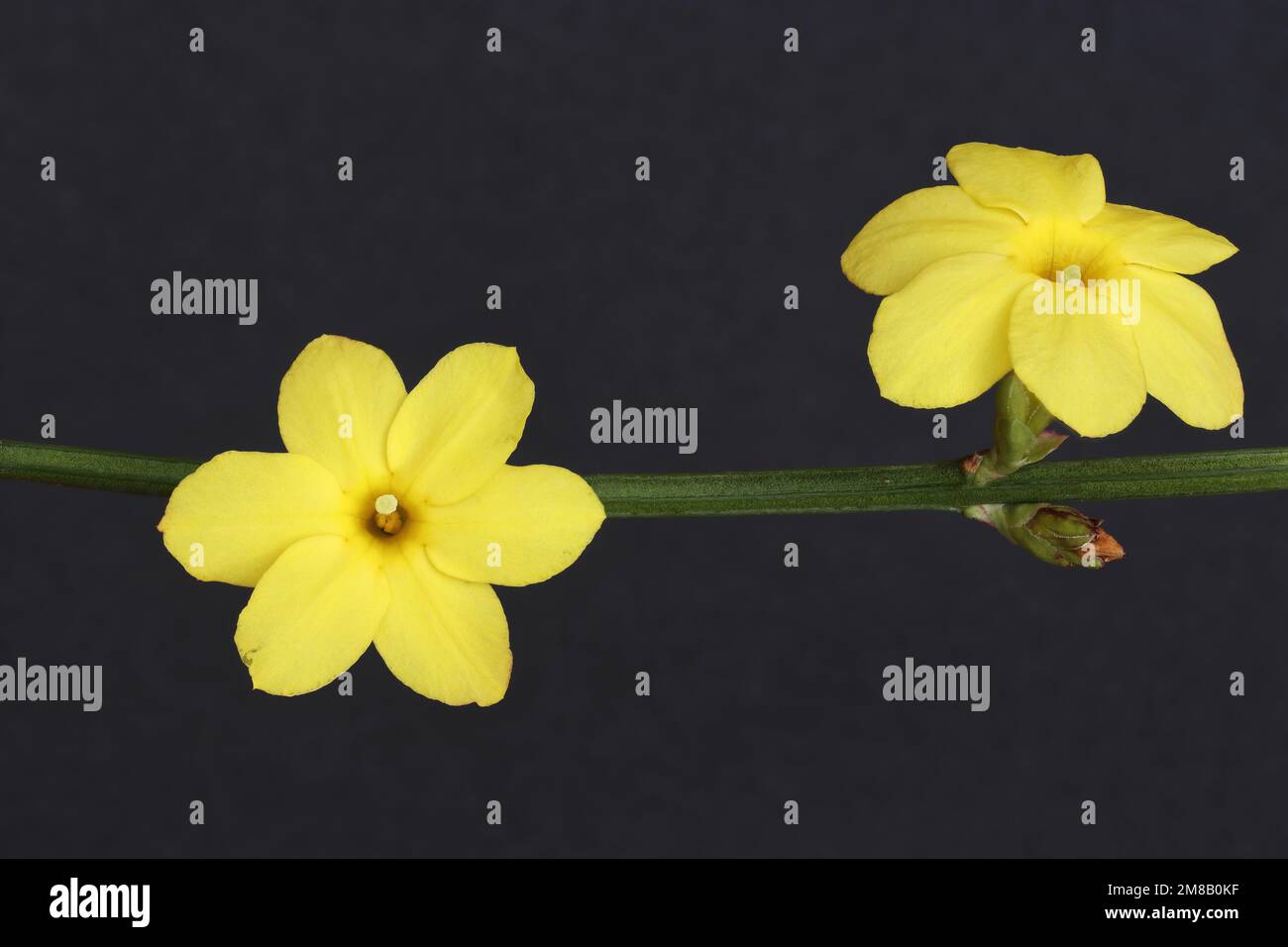 Jasminum nudiflorum – gelsomino giallo invernale Foto Stock