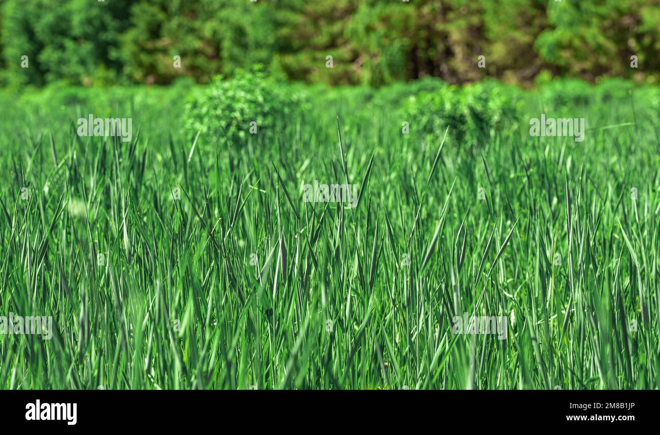 Bella erba verde dolce fresca nel campo. Sfondo verde erba o texture. Prato con erba fresca, banner design. Banner con erba verde lunga Foto Stock
