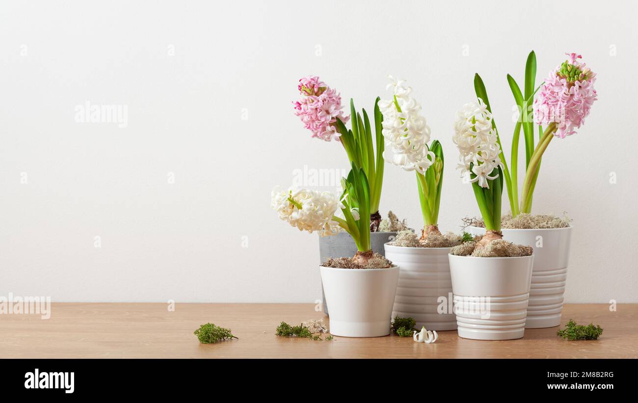 bianco rosa giacinto tradizionale inverno natale o fiore di primavera Foto Stock