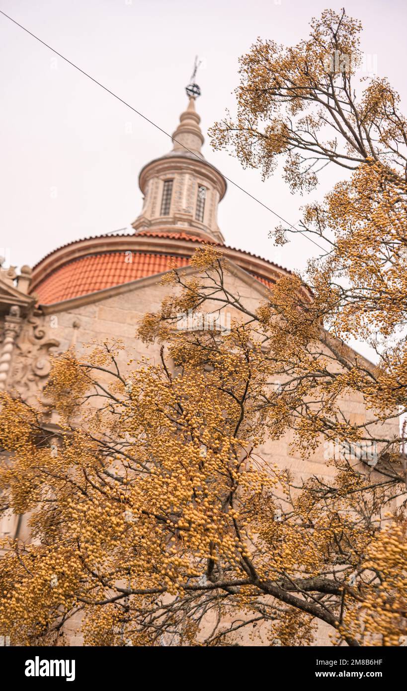 Giallo Berry Tree in Amarante, Portogallo Foto Stock