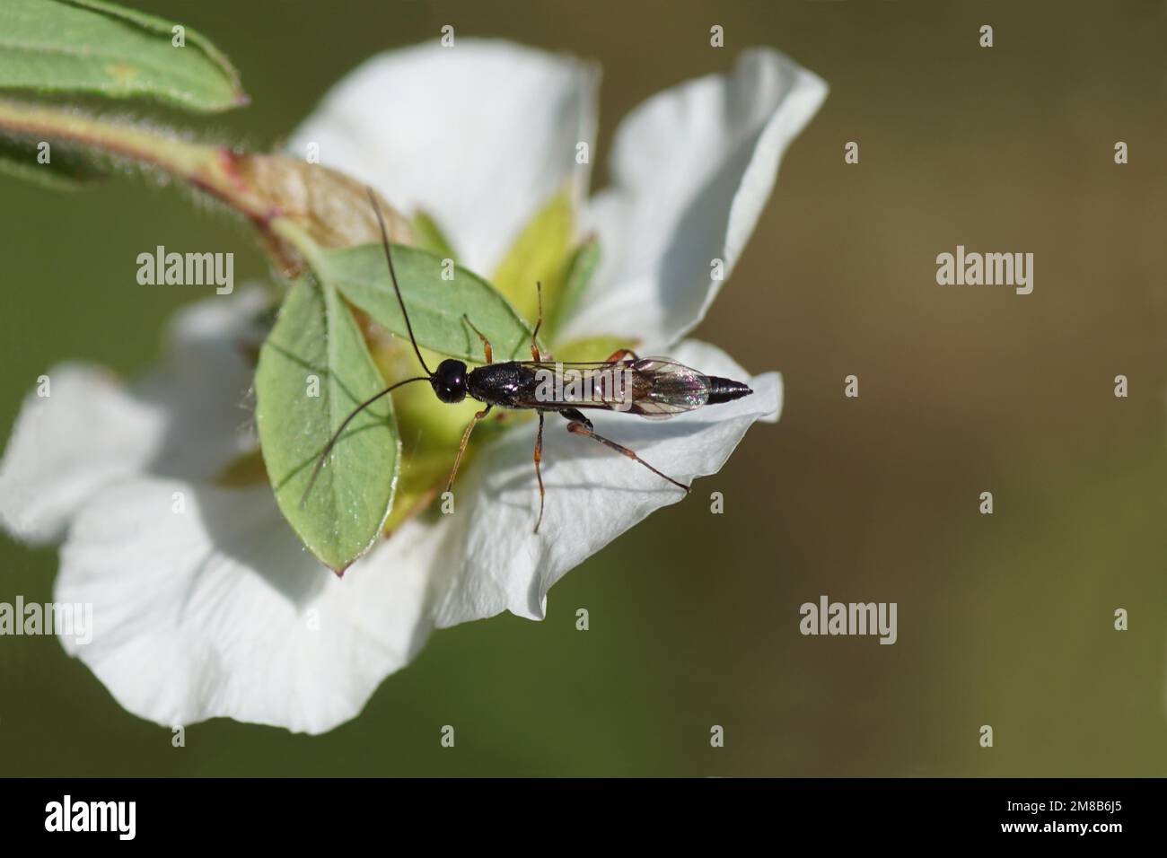 Closeup femmina parassita vespa della sottofamiglia Xoridinae, famiglia ichneumon vespa o ichneumonidi (Ichneumonidae). Lato inferiore fiore bianco Foto Stock