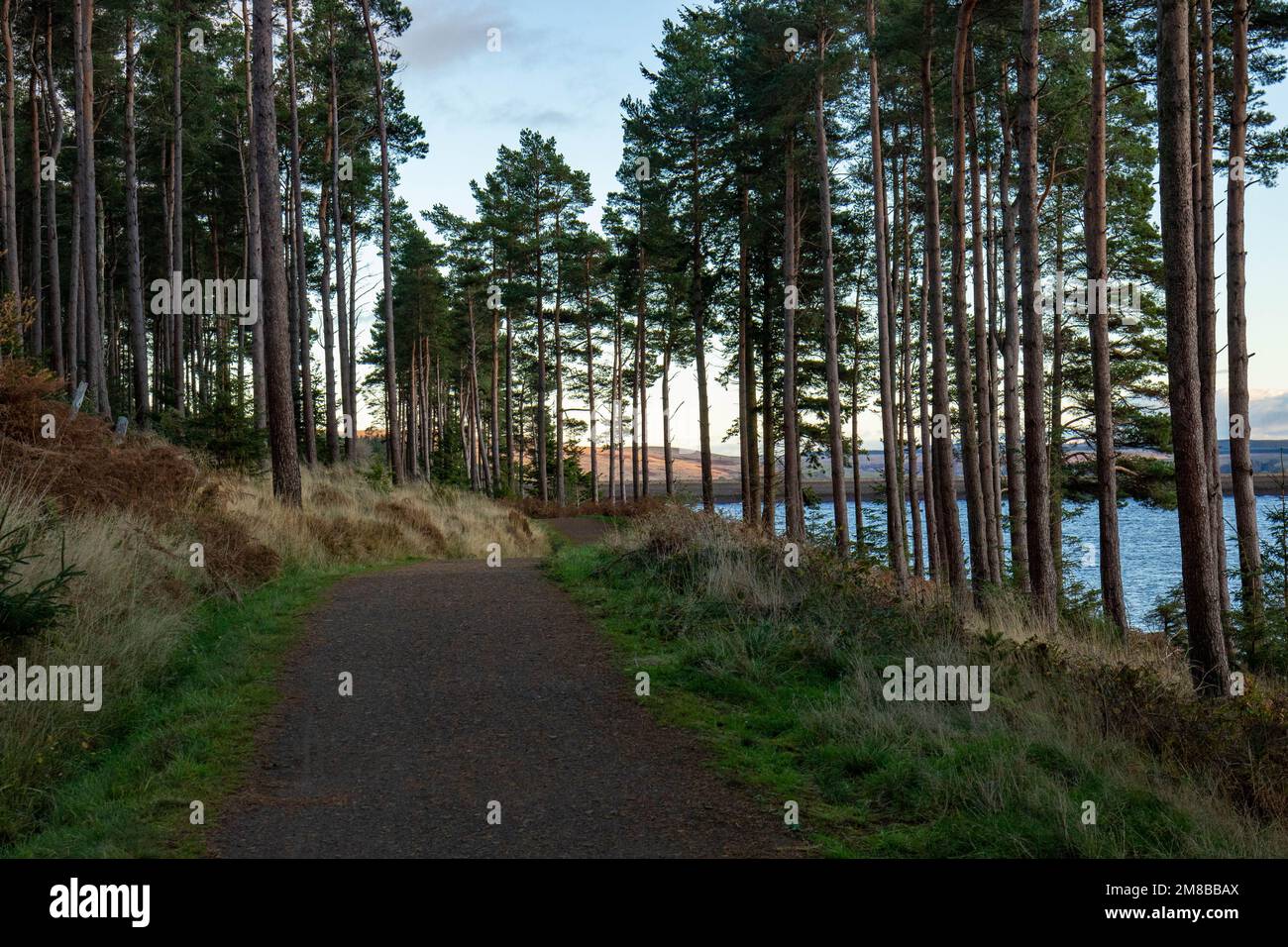 Bellissimo sentiero panoramico nel bosco attraverso la foresta di Kielder sullo sfondo del lago Foto Stock