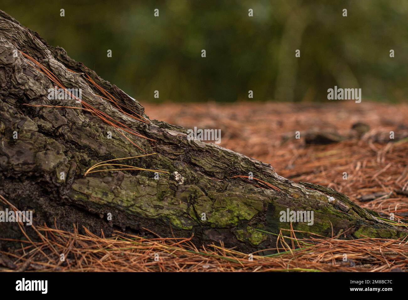 Albero tronco radice in autunno Foto Stock